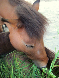 animal